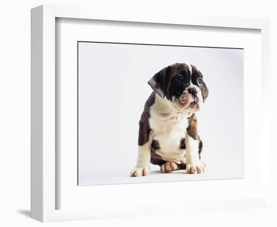 Bulldog Puppy-Jim Craigmyle-Framed Photographic Print