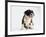 Bulldog Puppy-Jim Craigmyle-Framed Photographic Print