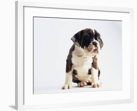 Bulldog Puppy-Jim Craigmyle-Framed Photographic Print