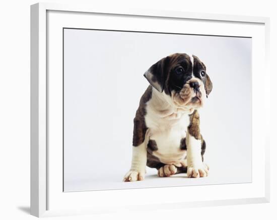 Bulldog Puppy-Jim Craigmyle-Framed Photographic Print