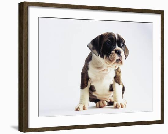 Bulldog Puppy-Jim Craigmyle-Framed Photographic Print