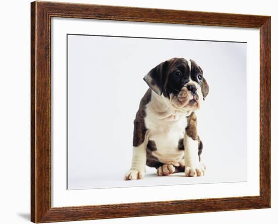 Bulldog Puppy-Jim Craigmyle-Framed Photographic Print