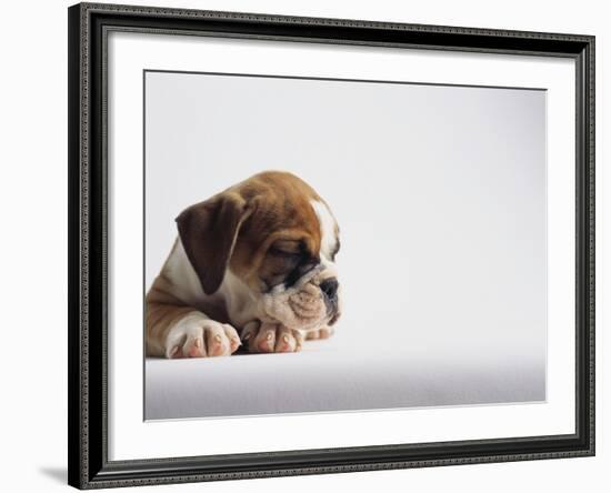 Bulldog Puppy-Jim Craigmyle-Framed Photographic Print