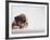 Bulldog Puppy-Jim Craigmyle-Framed Photographic Print