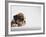 Bulldog Puppy-Jim Craigmyle-Framed Photographic Print