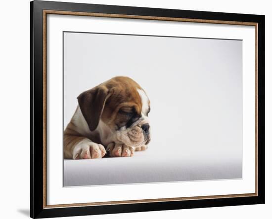 Bulldog Puppy-Jim Craigmyle-Framed Photographic Print