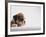 Bulldog Puppy-Jim Craigmyle-Framed Photographic Print