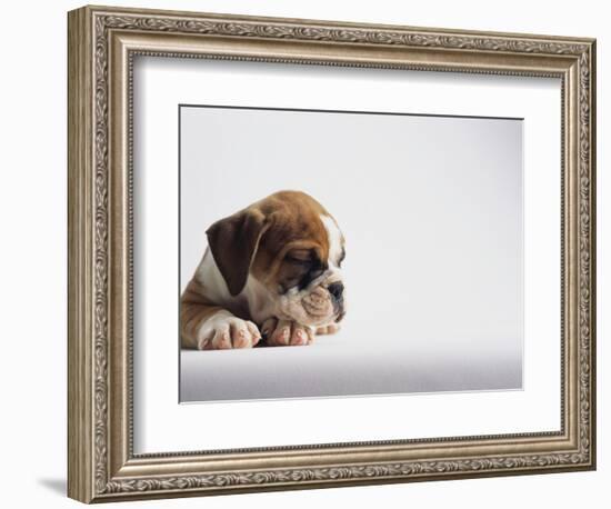 Bulldog Puppy-Jim Craigmyle-Framed Photographic Print