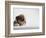 Bulldog Puppy-Jim Craigmyle-Framed Photographic Print