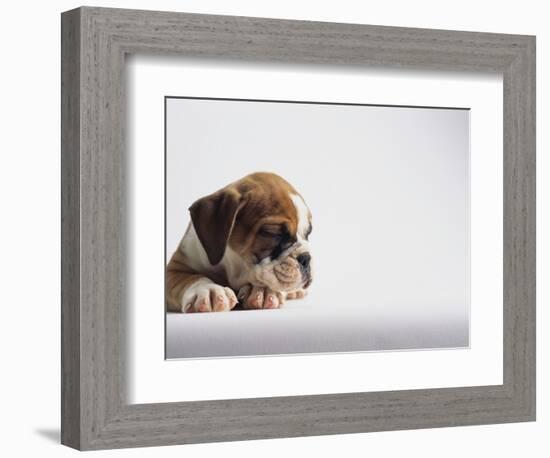 Bulldog Puppy-Jim Craigmyle-Framed Photographic Print