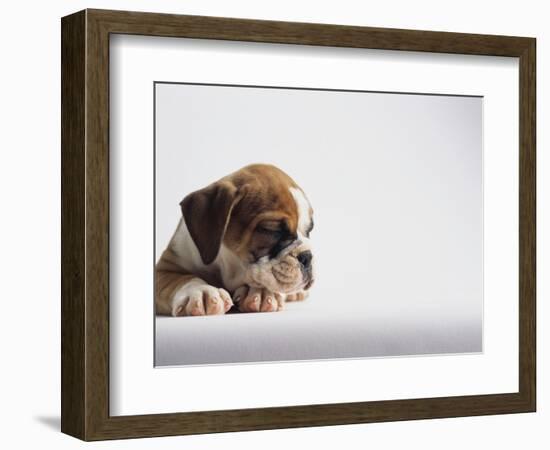 Bulldog Puppy-Jim Craigmyle-Framed Photographic Print