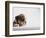 Bulldog Puppy-Jim Craigmyle-Framed Photographic Print