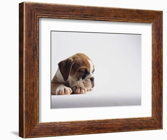 Bulldog Puppy-Jim Craigmyle-Framed Photographic Print