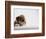 Bulldog Puppy-Jim Craigmyle-Framed Photographic Print