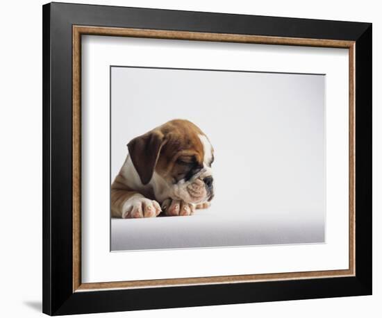 Bulldog Puppy-Jim Craigmyle-Framed Photographic Print