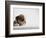 Bulldog Puppy-Jim Craigmyle-Framed Photographic Print