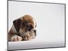 Bulldog Puppy-Jim Craigmyle-Mounted Photographic Print