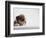 Bulldog Puppy-Jim Craigmyle-Framed Photographic Print