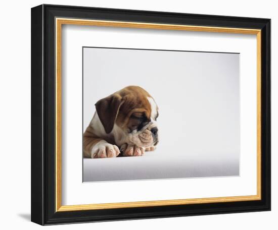 Bulldog Puppy-Jim Craigmyle-Framed Photographic Print