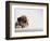 Bulldog Puppy-Jim Craigmyle-Framed Photographic Print