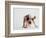 Bulldog Puppy-Jim Craigmyle-Framed Photographic Print