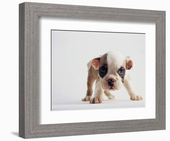 Bulldog Puppy-Jim Craigmyle-Framed Photographic Print