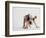 Bulldog Puppy-Jim Craigmyle-Framed Photographic Print