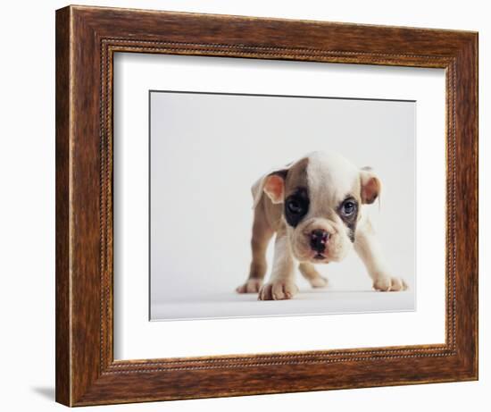 Bulldog Puppy-Jim Craigmyle-Framed Photographic Print