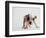 Bulldog Puppy-Jim Craigmyle-Framed Photographic Print