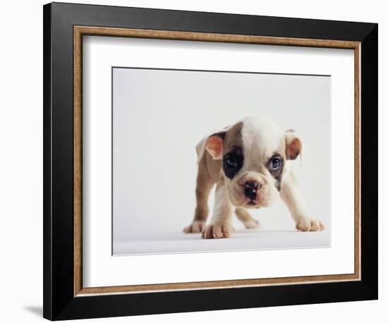 Bulldog Puppy-Jim Craigmyle-Framed Photographic Print