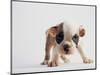 Bulldog Puppy-Jim Craigmyle-Mounted Photographic Print