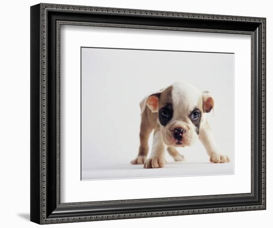 Bulldog Puppy-Jim Craigmyle-Framed Photographic Print