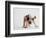 Bulldog Puppy-Jim Craigmyle-Framed Photographic Print