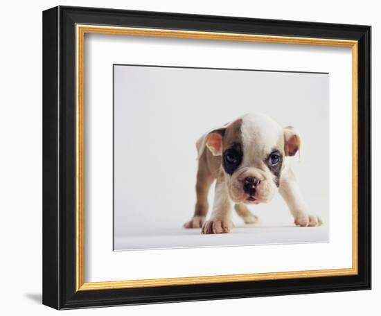 Bulldog Puppy-Jim Craigmyle-Framed Photographic Print