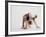 Bulldog Puppy-Jim Craigmyle-Framed Photographic Print