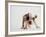 Bulldog Puppy-Jim Craigmyle-Framed Photographic Print