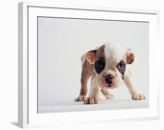 Bulldog Puppy-Jim Craigmyle-Framed Photographic Print