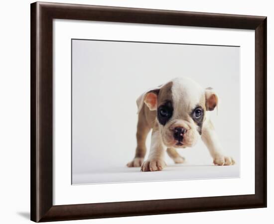 Bulldog Puppy-Jim Craigmyle-Framed Photographic Print