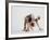 Bulldog Puppy-Jim Craigmyle-Framed Photographic Print