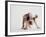 Bulldog Puppy-Jim Craigmyle-Framed Photographic Print