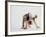 Bulldog Puppy-Jim Craigmyle-Framed Photographic Print