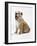 Bulldog Puppy-null-Framed Photographic Print