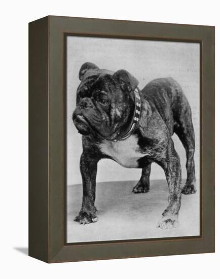 Bulldog/Rodney Stone/-null-Framed Premier Image Canvas