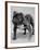 Bulldog/Rodney Stone/-null-Framed Photographic Print