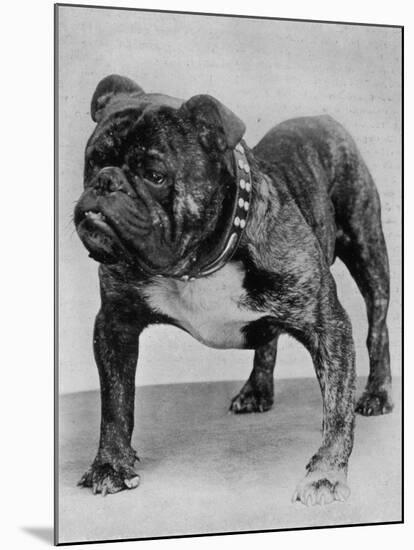 Bulldog/Rodney Stone/-null-Mounted Photographic Print