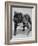 Bulldog/Rodney Stone/-null-Framed Photographic Print