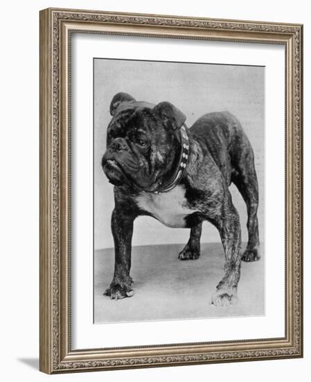 Bulldog/Rodney Stone/-null-Framed Photographic Print