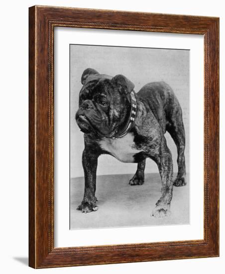 Bulldog/Rodney Stone/-null-Framed Photographic Print