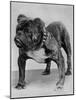 Bulldog/Rodney Stone/-null-Mounted Photographic Print