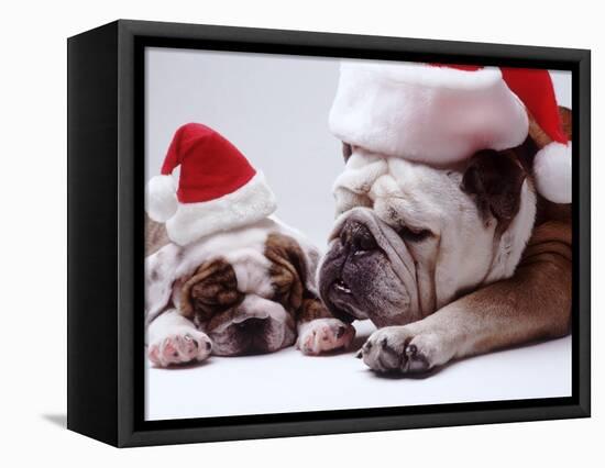 Bulldog Santas-Larry Williams-Framed Premier Image Canvas